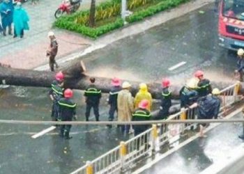 Cây cổ thụ bật gốc trong cơn mưa ở TP.HCM đè người đàn ông đi đường tử vong