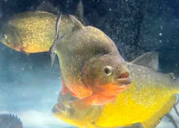 Bị cấm, cá piranha vẫn được bán tràn lan