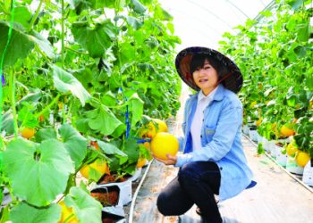Chuyện làm nông hữu cơ ở đất Chín Rồng