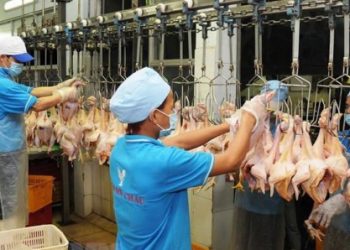 Giá heo, gà trong nước thấp không phải do nguồn thịt nhập