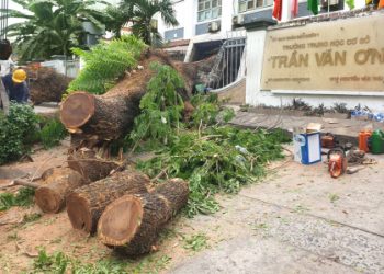 “Lỗ hổng” quản lý cây xanh trong khuôn viên trường học